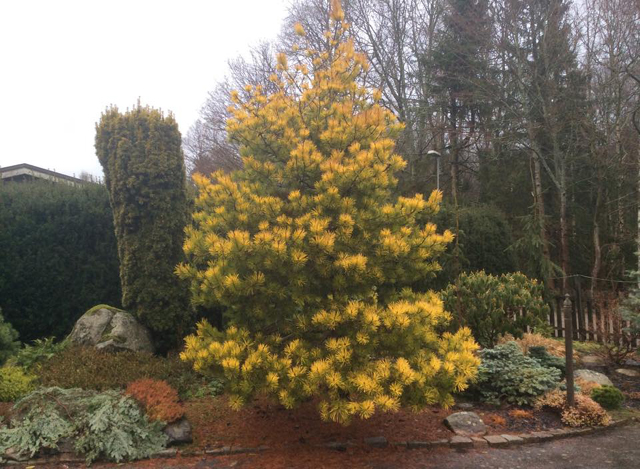 Pinus contorta 'Frisian Gold'